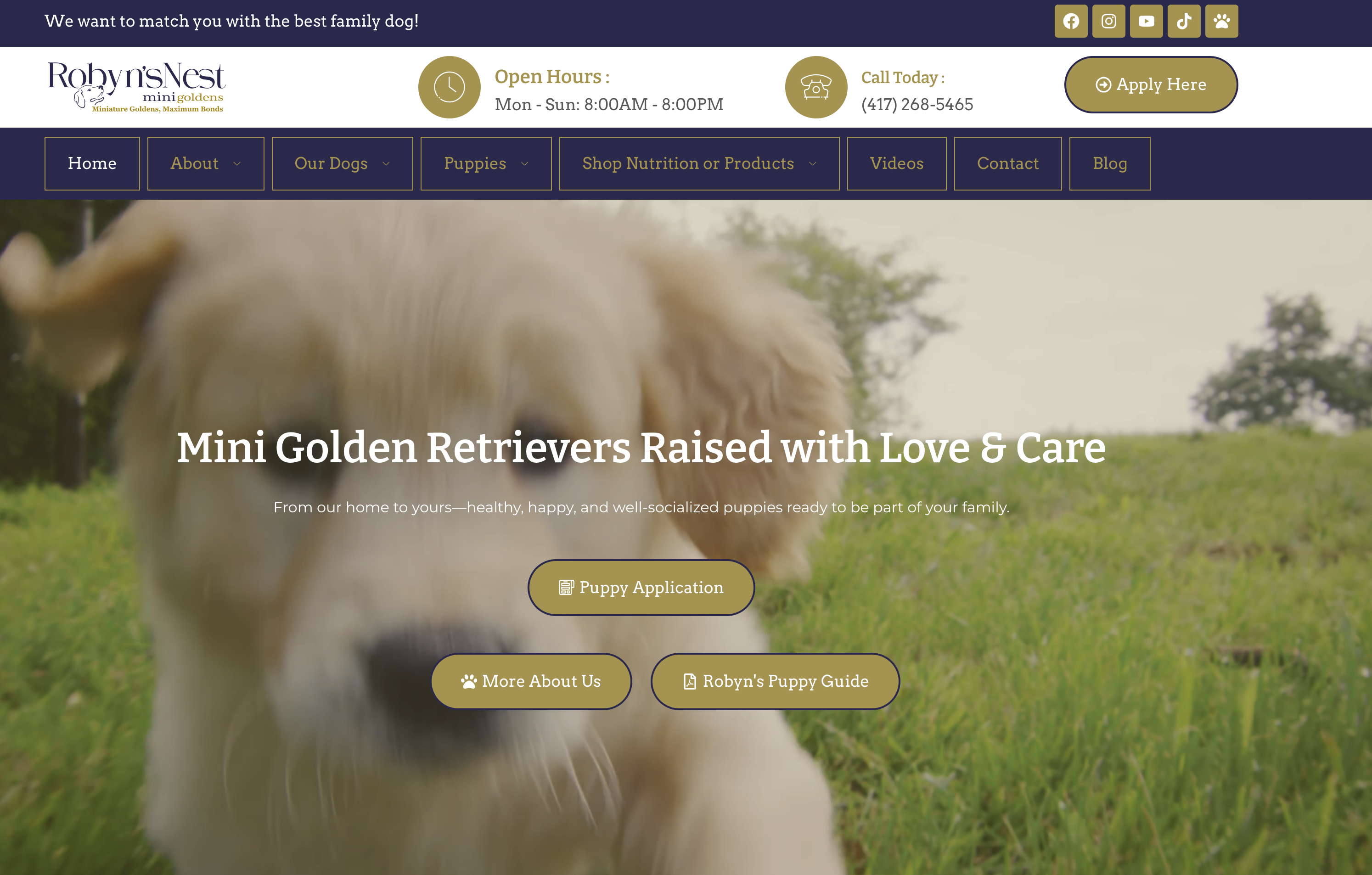 Robyns Nest Mini Goldens website